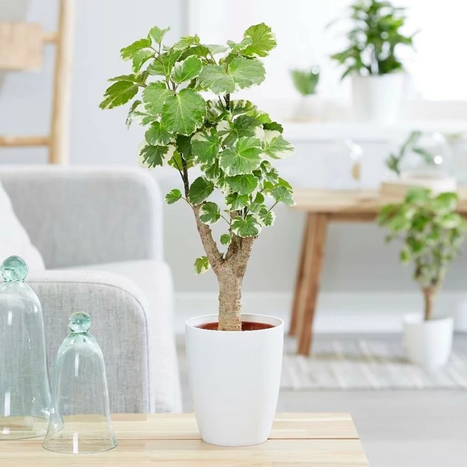 Polyscias Scutellaria 'Balfourii' 3 Polyscias Scutellaria 'Balfourii'