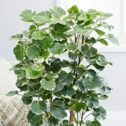 Polyscias Scutellaria 'Balfourii' 10 Polyscias Scutellaria 'Balfourii' -plant store pl2000032015 card4 lg