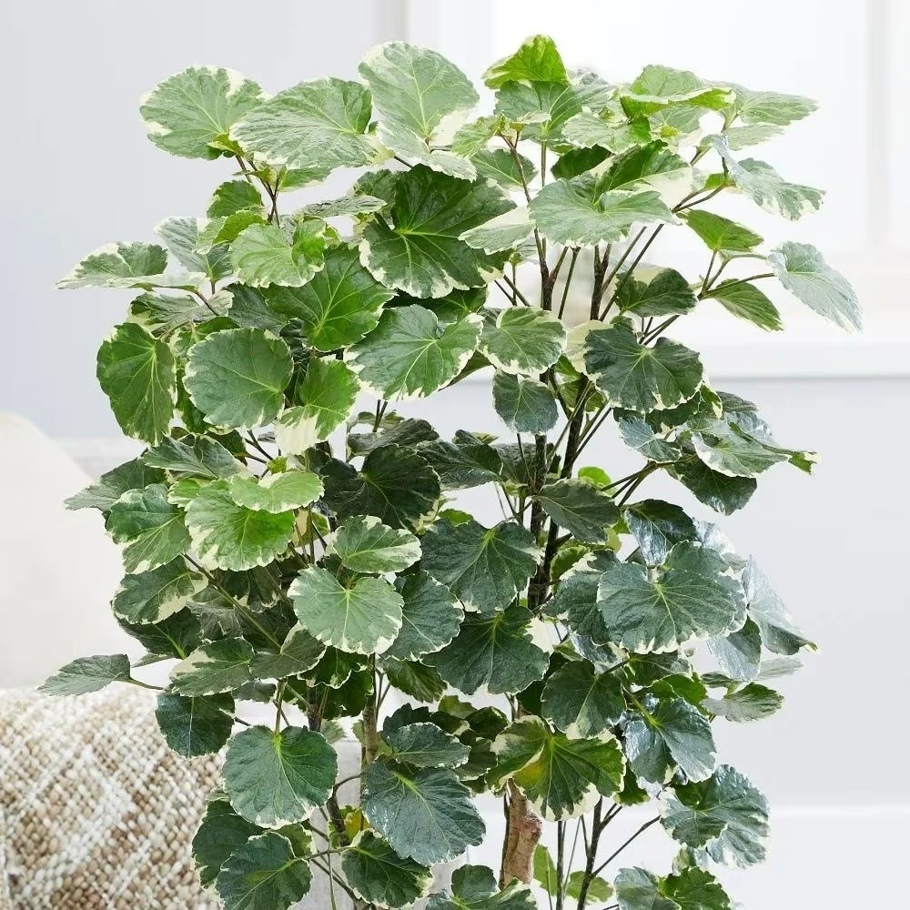 Polyscias Scutellaria 'Balfourii' 6 Polyscias Scutellaria 'Balfourii' - Image 4