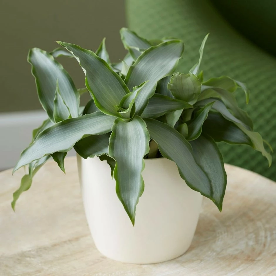 Murdannia Loriformis Bright Star ('Ppimur004') 3 Murdannia Loriformis Bright Star ('Ppimur004')