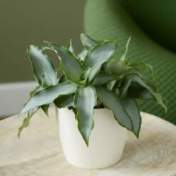 Murdannia Loriformis Bright Star ('Ppimur004') 7 Murdannia Loriformis Bright Star ('Ppimur004') -plant store pl2000032030 card3 lg