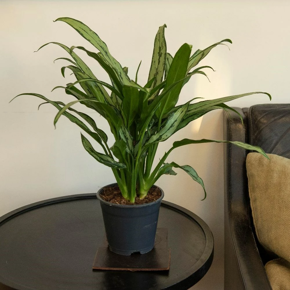 Aglaonema 'Cutlass' 5 Aglaonema 'Cutlass' - Image 3