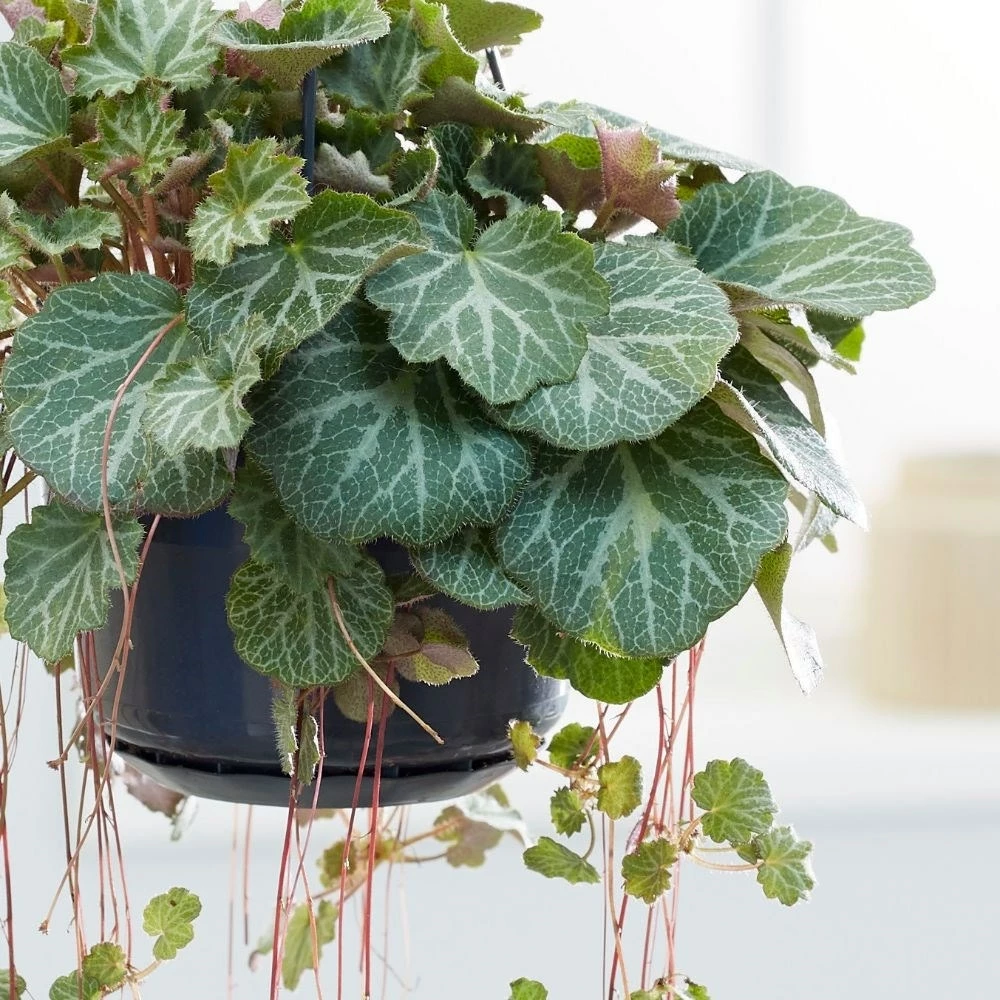 Saxifraga Stolonifera 4 Saxifraga Stolonifera - Image 2