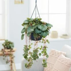 Saxifraga Stolonifera 7 Saxifraga Stolonifera -plant store pl2000032041 card3 lg