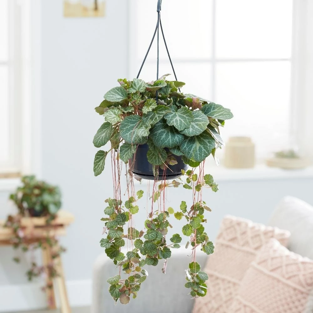 Saxifraga Stolonifera 5 Saxifraga Stolonifera - Image 3