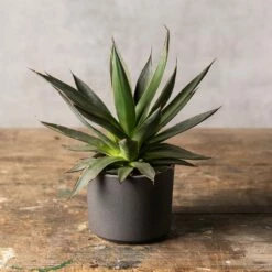 plant store 60 Agave 'Shaka Zulu'