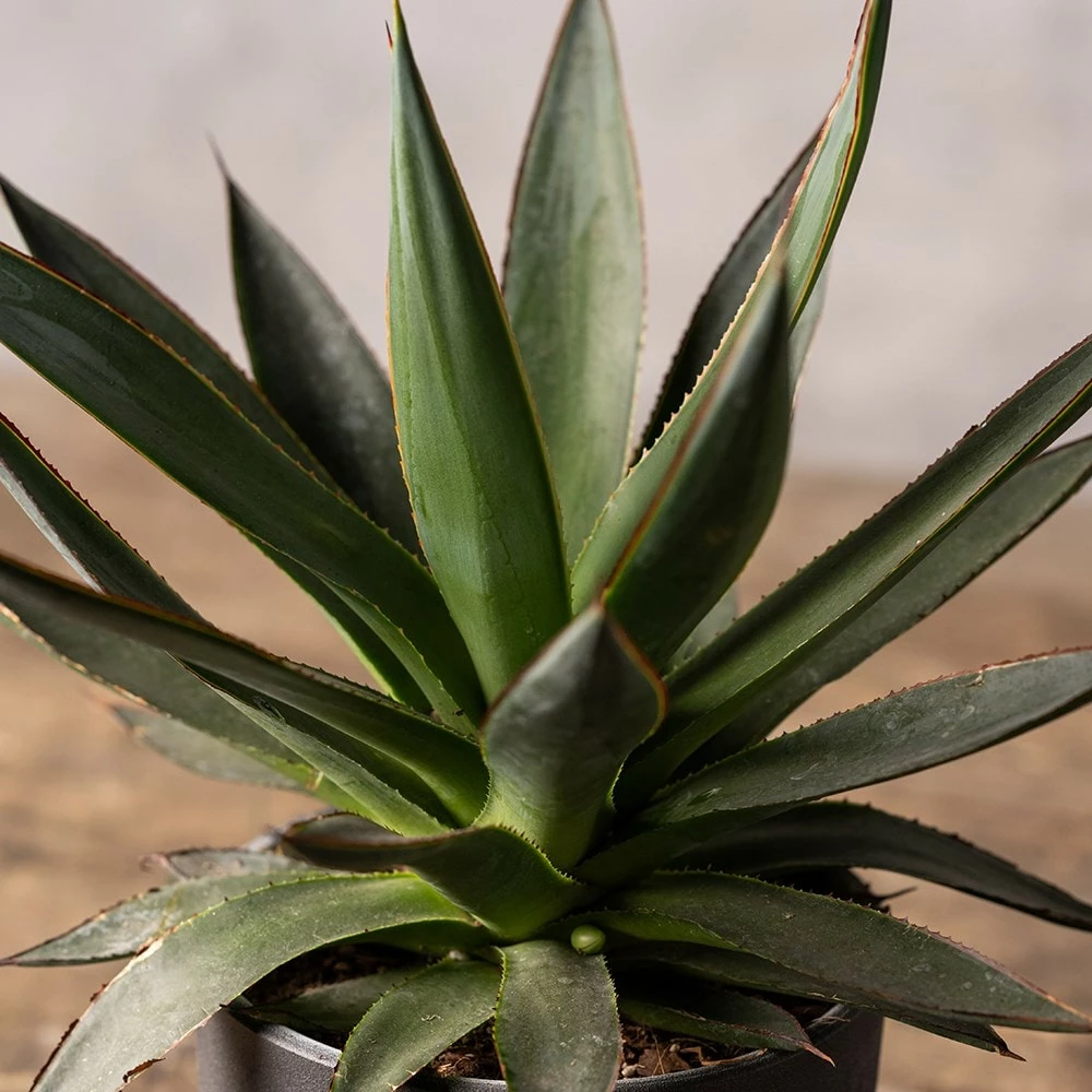 Agave 'Shaka Zulu' 4 Agave 'Shaka Zulu' - Image 2