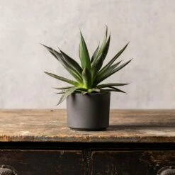 Agave 'Shaka Zulu' 7 Agave 'Shaka Zulu' -plant store pl2000032043 card3 lg