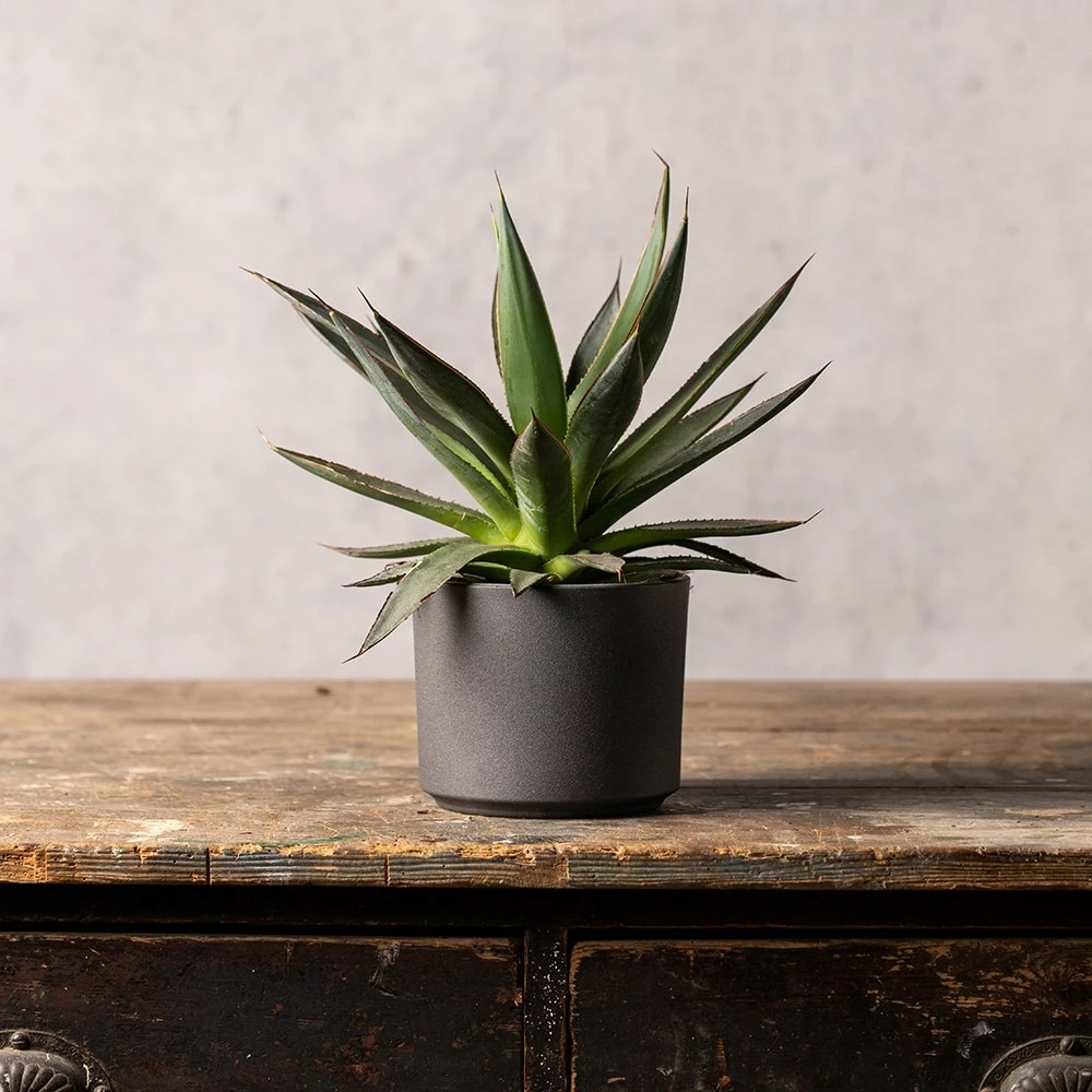 Agave 'Shaka Zulu' 5 Agave 'Shaka Zulu' - Image 3