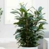 Ficus Cyathistipula -plant store pl2000032064