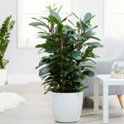 Ficus Cyathistipula -plant store pl2000032064 card3 lg