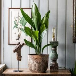 Aspidistra Elatior -plant store pl2000032065 card4 lg