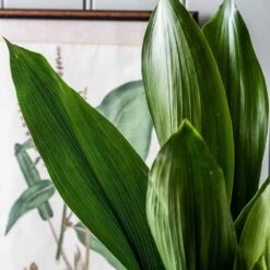 Aspidistra Elatior -plant store pl2000032065 card5 lg