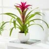 Guzmania 'Voilà' 1 Guzmania 'Voilà' -plant store pl2000032081