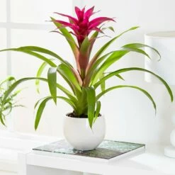 Guzmania 'Voilà'