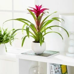 Guzmania 'Voilà' -plant store pl2000032081 card3 lg
