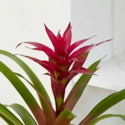 Guzmania 'Voilà' -plant store pl2000032081 card4 lg