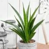 Sansevieria Kirkii 'Friends' -plant store pl2000032083