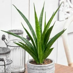 plant store 50 Sansevieria Kirkii 'Friends'