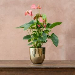 Anthurium Pink Champion ('Antinkeles') (PBR) -plant store pl2000032090 card3 lg