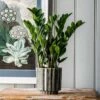 Zamioculcas Zamiifolia 2 Zamioculcas Zamiifolia -plant store pl2000032091