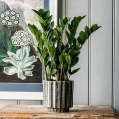 Zamioculcas Zamiifolia