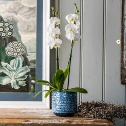 Phalaenopsis Grandiflorum 'White'