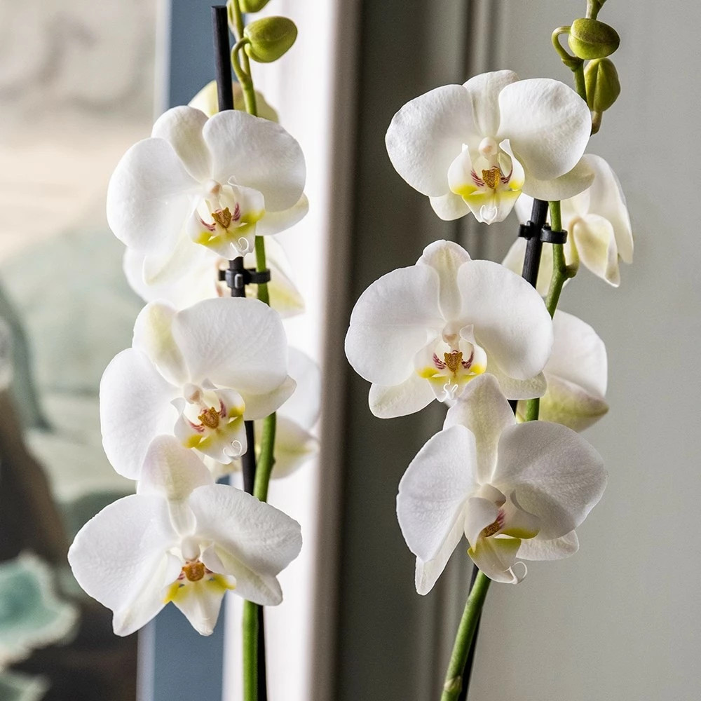 Phalaenopsis Grandiflorum 'White' 4 Phalaenopsis Grandiflorum 'White' - Image 2