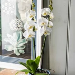 Phalaenopsis Grandiflorum 'White' 7 Phalaenopsis Grandiflorum 'White' -plant store pl2000032092 card3 lg