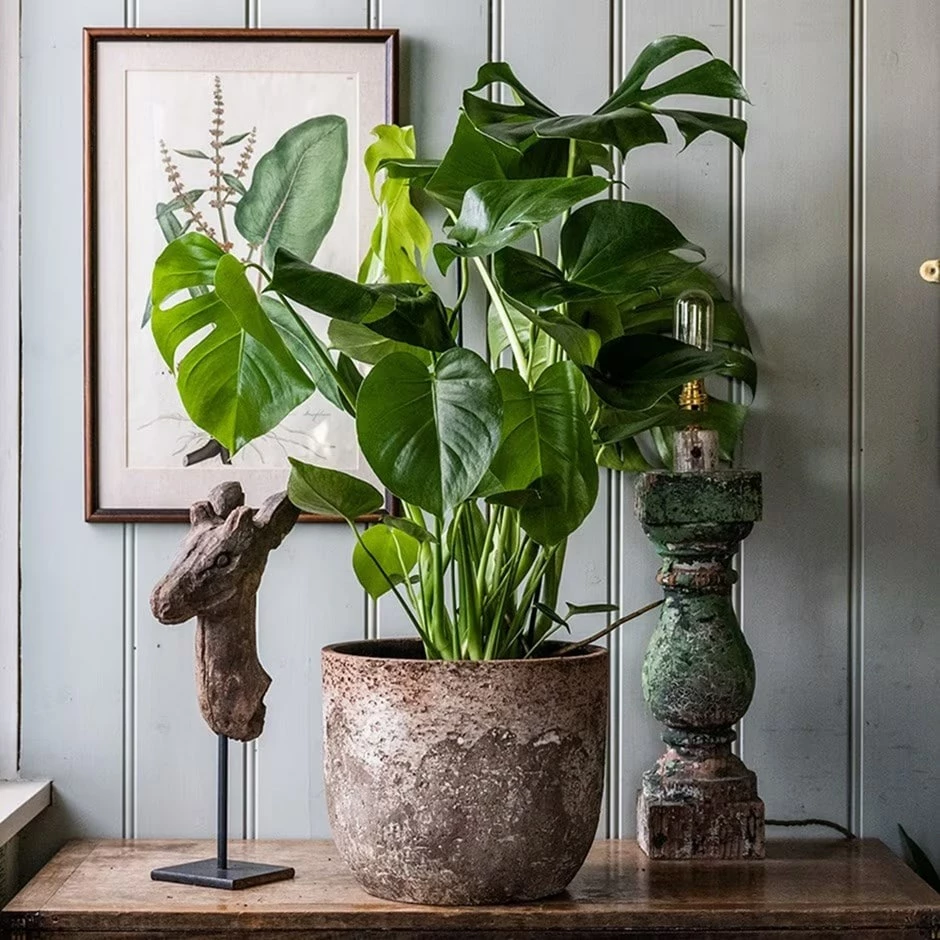 Monstera Deliciosa 3 Monstera Deliciosa