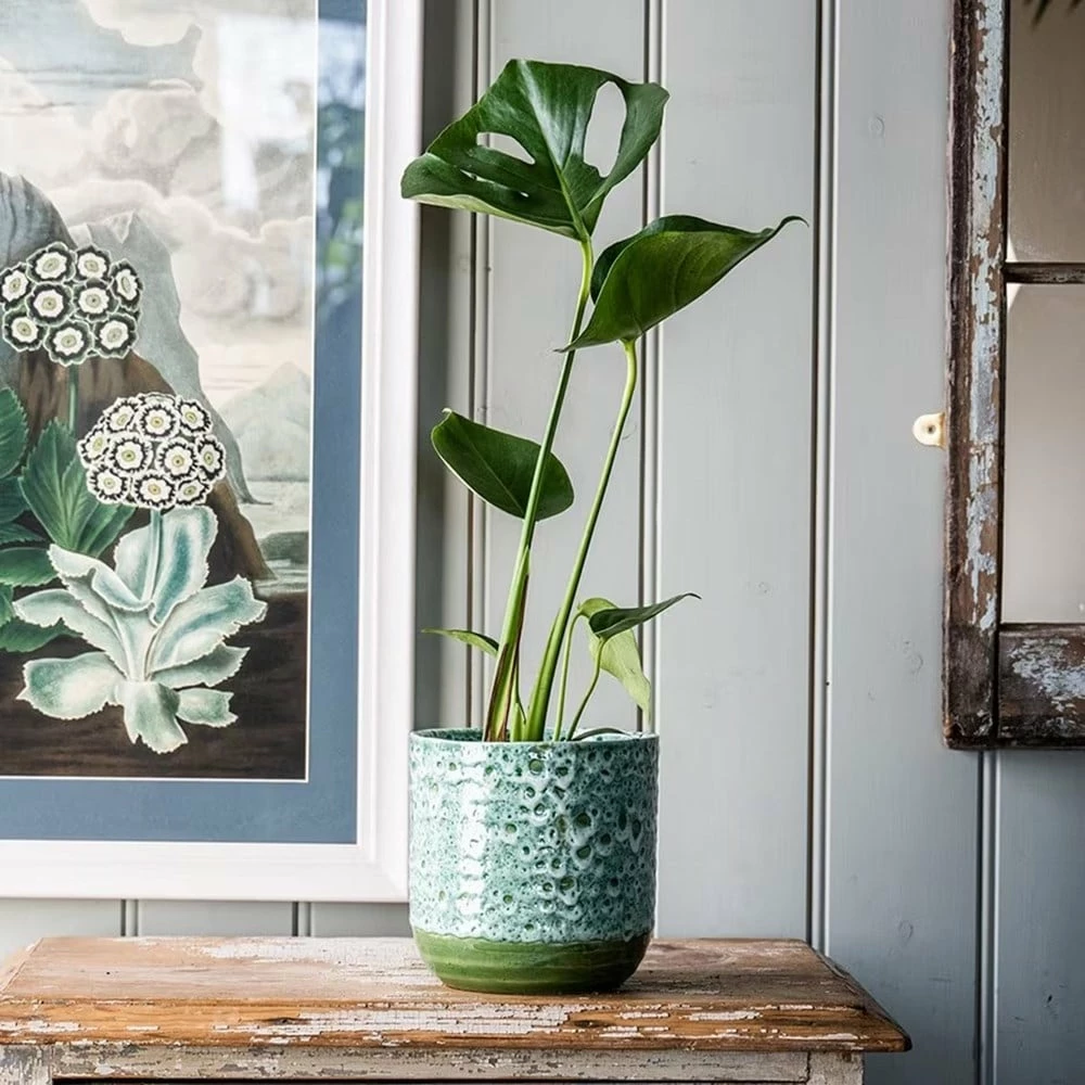 Monstera Deliciosa 4 Monstera Deliciosa - Image 2