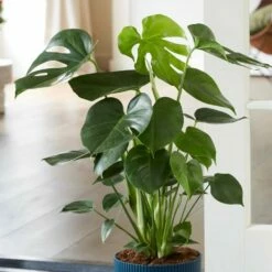 Monstera Deliciosa 10 Monstera Deliciosa -plant store pl2000032789 card3 lg