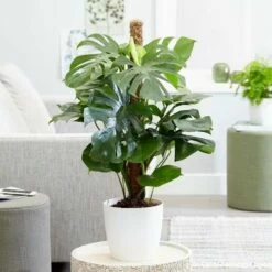 Monstera Deliciosa 11 Monstera Deliciosa -plant store pl2000032789 card4 lg