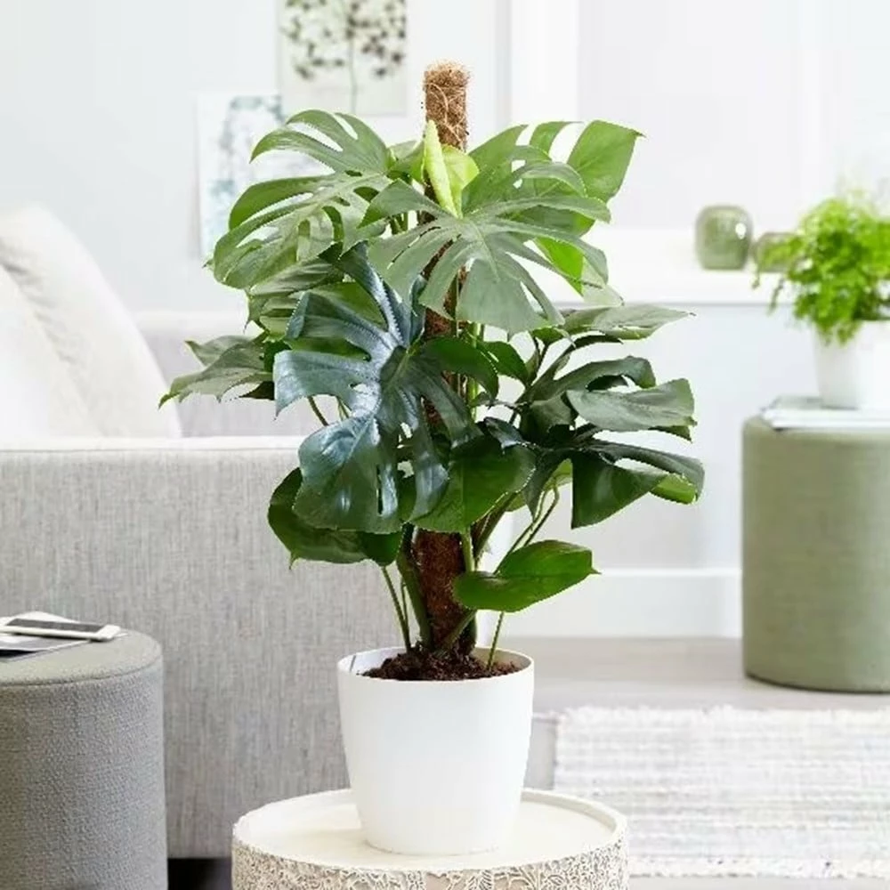 Monstera Deliciosa 6 Monstera Deliciosa - Image 4