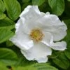 Rosa Rugosa 'Alba' 1 Rosa Rugosa 'Alba' -plant store pl2000032867