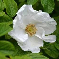 Rosa Rugosa 'Alba'