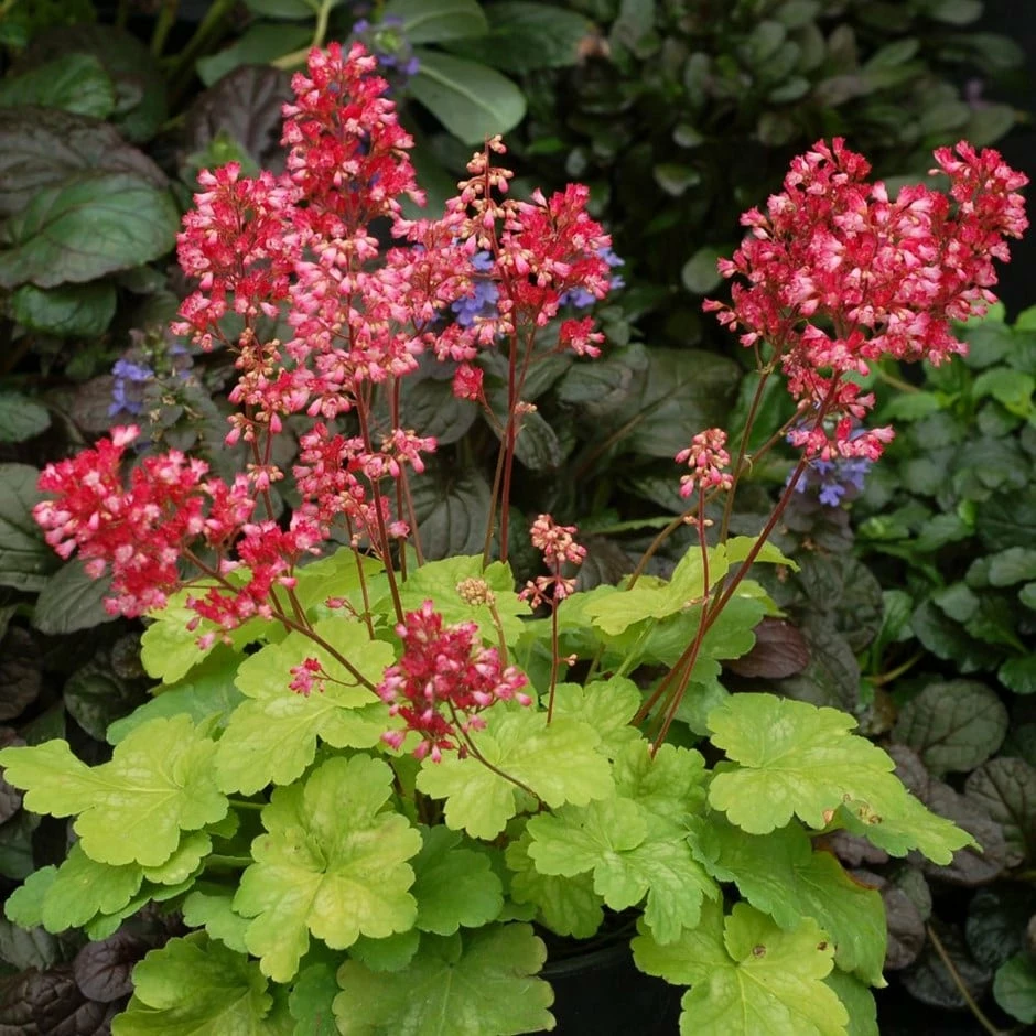 Heuchera 'Sweet Tart' (PBR) (Little Cutie Series) 3 Heuchera 'Sweet Tart' (PBR) (Little Cutie Series)