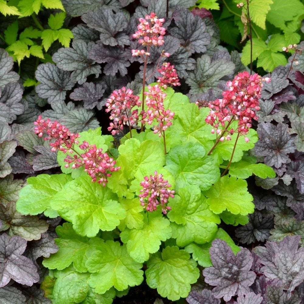 Heuchera 'Sweet Tart' (PBR) (Little Cutie Series) 4 Heuchera 'Sweet Tart' (PBR) (Little Cutie Series) - Image 2