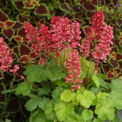 Heuchera 'Sweet Tart' (PBR) (Little Cutie Series) 10 Heuchera 'Sweet Tart' (PBR) (Little Cutie Series) -plant store pl2000033381 card3 lg