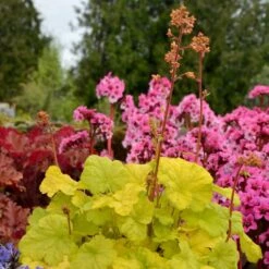 Heuchera 'Sweet Tart' (PBR) (Little Cutie Series) 11 Heuchera 'Sweet Tart' (PBR) (Little Cutie Series) -plant store pl2000033381 card4 lg