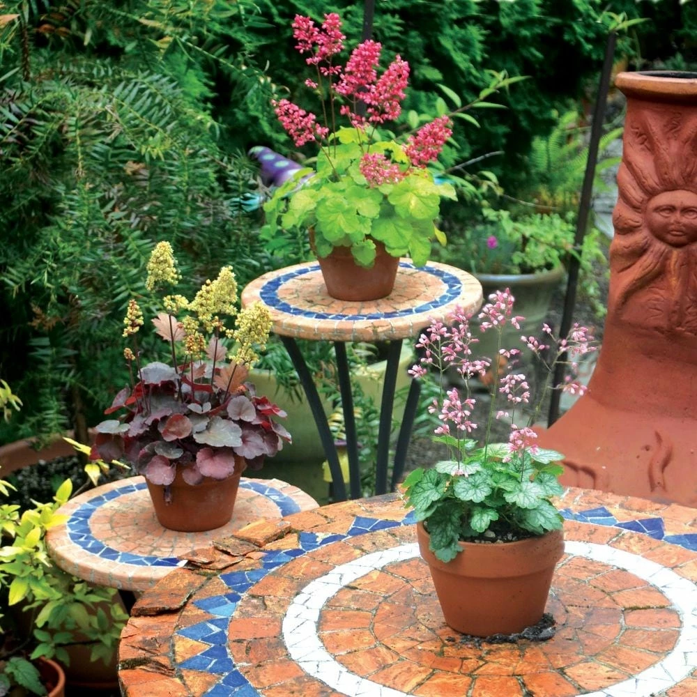 Heuchera 'Sweet Tart' (PBR) (Little Cutie Series) 7 Heuchera 'Sweet Tart' (PBR) (Little Cutie Series) - Image 5