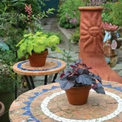 Heuchera 'Sweet Tart' (PBR) (Little Cutie Series) 13 Heuchera 'Sweet Tart' (PBR) (Little Cutie Series) -plant store pl2000033381 card6 lg