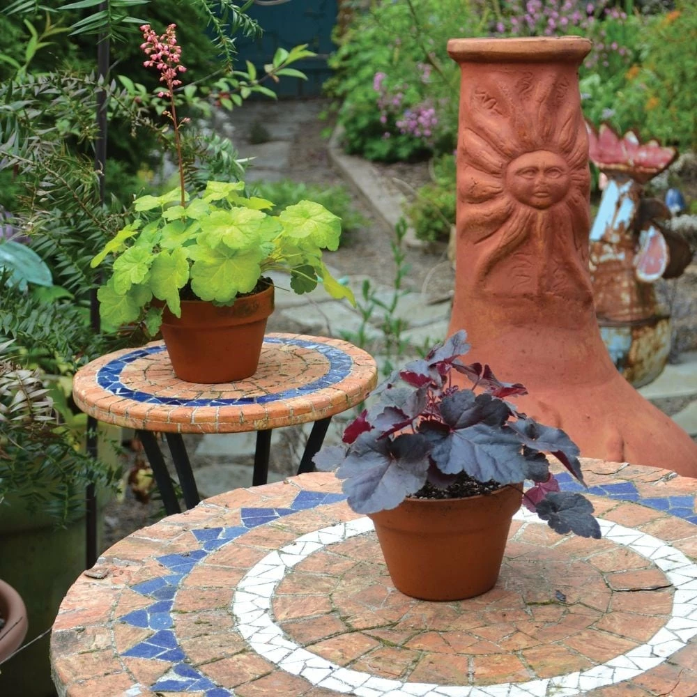 Heuchera 'Sweet Tart' (PBR) (Little Cutie Series) 8 Heuchera 'Sweet Tart' (PBR) (Little Cutie Series) - Image 6