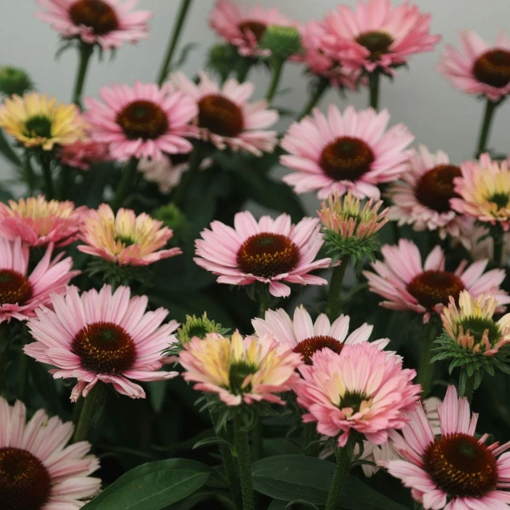 Echinacea SunSeekers Salmon ('IFECSSSAL') (PBR) (SunSeekers Series) 4 Echinacea SunSeekers Salmon ('IFECSSSAL') (PBR) (SunSeekers Series) - Image 2