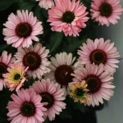 Echinacea SunSeekers Salmon ('IFECSSSAL') (PBR) (SunSeekers Series) 9 Echinacea SunSeekers Salmon ('IFECSSSAL') (PBR) (SunSeekers Series) -plant store pl2000033448 card3 lg