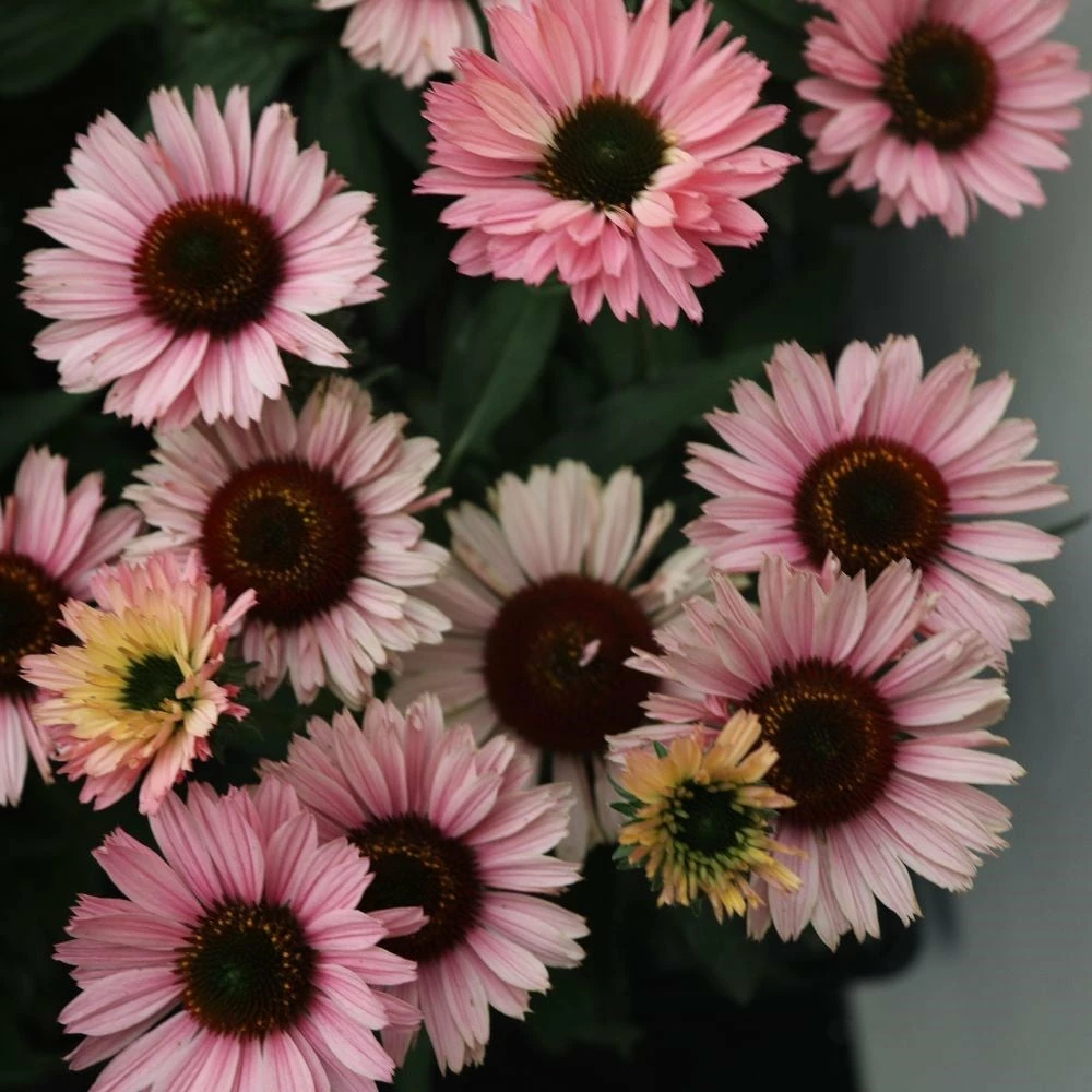 Echinacea SunSeekers Salmon ('IFECSSSAL') (PBR) (SunSeekers Series) 5 Echinacea SunSeekers Salmon ('IFECSSSAL') (PBR) (SunSeekers Series) - Image 3