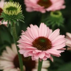 Echinacea SunSeekers Salmon ('IFECSSSAL') (PBR) (SunSeekers Series) 10 Echinacea SunSeekers Salmon ('IFECSSSAL') (PBR) (SunSeekers Series) -plant store pl2000033448 card4 lg