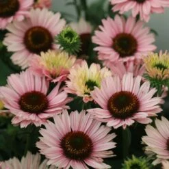Echinacea SunSeekers Salmon ('IFECSSSAL') (PBR) (SunSeekers Series) 11 Echinacea SunSeekers Salmon ('IFECSSSAL') (PBR) (SunSeekers Series) -plant store pl2000033448 card5 lg