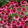 Echinacea Delicious Candy ('Noortdeli') (PBR) 1 Echinacea Delicious Candy ('Noortdeli') (PBR) -plant store pl2000033449