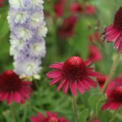 Echinacea Delicious Candy ('Noortdeli') (PBR) 9 Echinacea Delicious Candy ('Noortdeli') (PBR) -plant store pl2000033449 card4 lg